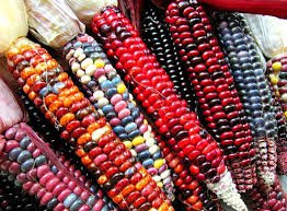 20 Pcs Heirloom Colorful Hybrid Corn edible non-gmo vegetables