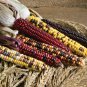 20 Pcs Heirloom Colorful Hybrid Corn edible non-gmo vegetables