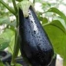 100 Pcs Rarest Heirloom 'Emperor' Black Pear Eggplant Vegetable