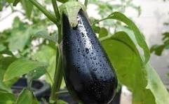100 Pcs Rarest Heirloom 'Emperor' Black Pear Eggplant Vegetable