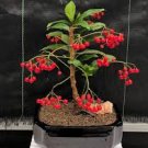 10 Pcs Ardisia crenata Bonsai Christmas Berry Ornamental Perennial Tree Seeds 10 Pcs Ardisia crenata Bonsai Christmas Berry Ornamental Perennial Tree Seeds