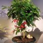 10 Pcs Ardisia crenata Bonsai Christmas Berry Ornamental Perennial Tree Seeds