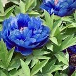 5 Pcs Blue Peony rare ornamental new dark blue big blooms peony flowers strong fragrant