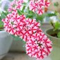 80 Pcs Verbena hybrida Voss Perennial Plant