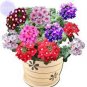 80 Pcs Verbena hybrida Voss Perennial Plant