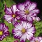 50 Pcs Cosmos Bipinnatus Fizzy Rose Picotee Flower Seeds
