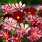 50 Pcs Cosmos Coreopsis Blackish Coffee Red Striped Dark Red White Rose Red Perennial Flower