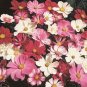 50 Pcs Cosmos Coreopsis Blackish Coffee Red Striped Dark Red White Rose Red Perennial Flower