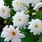50 Pcs Cosmos Coreopsis Double Petals Dark Red White Pink Hybrid Mix Perennial Flower