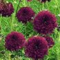 50 Pcs Cosmos Coreopsis Double Petals Dark Red White Pink Hybrid Mix Perennial Flower