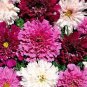 50 Pcs Cosmos Coreopsis Double Petals Dark Red White Pink Hybrid Mix Perennial Flower