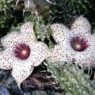 20 Pcs Stapelianthus Arenarius Perennial Woody Plant Rare