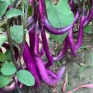 100 Pcs Hangzhou Purple Red Eggplant