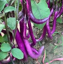 100 Pcs Hangzhou Purple Red Eggplant