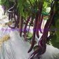 100 Pcs Hangzhou Purple Red Eggplant