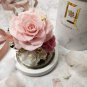 50 Pcs Yunnan Pink Rose Garden Flower Beautiful