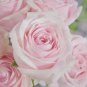 50 Pcs Yunnan Pink Rose Garden Flower Beautiful