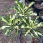 10 Pcs Rare grafted Desert Rose Variegated Leaves Siam Potted