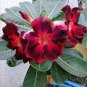 10 Pcs Adenium Dark Red Desert Rose Seeds