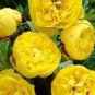 'Qiu Huang' Ball-typed Yellow Peony Flowers Seeds Fresh Yellow Double Flowers
