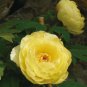 'Qiu Huang' Ball-typed Yellow Peony Flowers Seeds Fresh Yellow Double Flowers