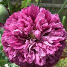 5 Pcs 'Black Pur' Peony Flower Seeds Pale White to Light Purple to Black Double Petals