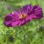 5 Pcs Purple (Mixed) Cosmos Bipinnatus Coreopsis Seeds Purple Double Flowers