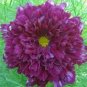 5 Pcs Purple (Mixed) Cosmos Bipinnatus Coreopsis Seeds Purple Double Flowers