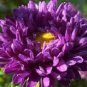 5 Pcs Purple (Mixed) Cosmos Bipinnatus Coreopsis Seeds Purple Double Flowers