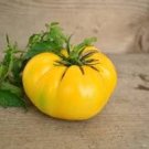 50 Pcs Dixie Golden Giant Tomato Seeds Yellow Big Tomato Fruits Beefsteak