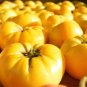 50 Pcs Dixie Golden Giant Tomato Seeds Yellow Big Tomato Fruits Beefsteak