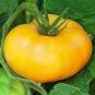 50 Pcs Dixie Golden Giant Tomato Seeds Yellow Big Tomato Fruits Beefsteak