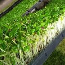 50 Pcs Cedrela Sinensis Seeds Sprouting Vegetables Seedling