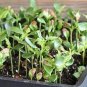 50 Pcs Cedrela Sinensis Seeds Sprouting Vegetables Seedling