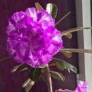 2 Pcs Adenium Desert Rose Seeds White Purple Double Flowers 5-Layers 2 Pcs Adenium Desert Rose Seeds White Purple Double Flowers 5-Layers
