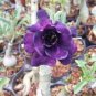 2 Pcs Adenium Desert Rose Seeds White Purple Double Flowers 5-Layers