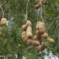 10 Pcs Tamarind Seeds Sweet Indian Date Makam Dwarf (Dwarf Tamarindus indica)