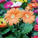 10 Pcs Light Orange African Gerbera Jamesonii Transvaal Daisy Seeds