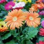 10 Pcs Light Orange African Gerbera Jamesonii Transvaal Daisy Seeds