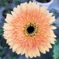 10 Pcs Light Orange African Gerbera Jamesonii Transvaal Daisy Seeds