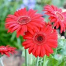 10 Pcs Gerbera Red African Transvaal Daisy Seeds