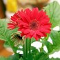 10 Pcs Gerbera Red African Transvaal Daisy Seeds