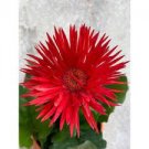 10 Pcs Rose Red Gerbera Spider Daisy Double Flowers Seeds Ornamental Tender Perennial Plant 10 Pcs Rose Red Gerbera Spider Daisy Double Flowers Seeds Ornamental Tender Perennial Plant