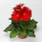10 Pcs Rose Red Gerbera Spider Daisy Double Flowers Seeds Ornamental Tender Perennial Plant