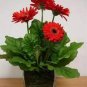 10 Pcs Rose Red Gerbera Spider Daisy Double Flowers Seeds Ornamental Tender Perennial Plant