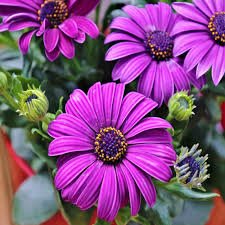 10 Pcs 'Copper Amethyst' African Daisies Seeds Must-Grow Gorgeous Fantastic Gerbera jamesonii
