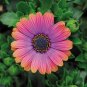 10 Pcs 'Copper Amethyst' African Daisies Seeds Must-Grow Gorgeous Fantastic Gerbera jamesonii