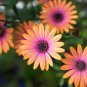 10 Pcs 'Copper Amethyst' African Daisies Seeds Must-Grow Gorgeous Fantastic Gerbera jamesonii