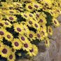 10 Pcs 'Blue-eyed Beauty' African Daisy Seeds Fantastic Annual Gerbera jamesonii Flowers
