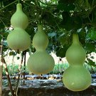 6 Pcs Blue Orange Purple Bottle Gourd Seeds Annual Home Garden Beautiful Decorative Plant 6 Pcs Blue Orange Purple Bottle Gourd Seeds Annual Home Garden Beautiful Decorative Plant